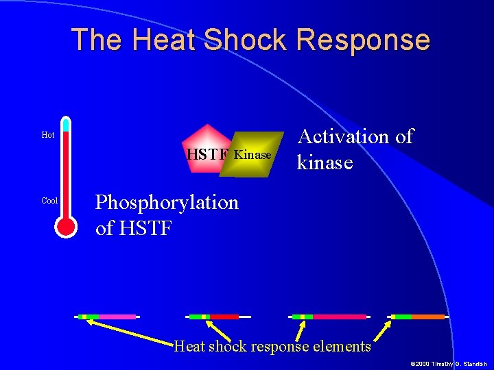 The Heat Shock Response Hot HSTF Kinase Cool Activation of kinase Phosphorylation of HSTF