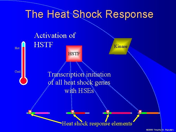 The Heat Shock Response Hot Activation of HSTF Kinase HSTF Cool Transcription initiation of
