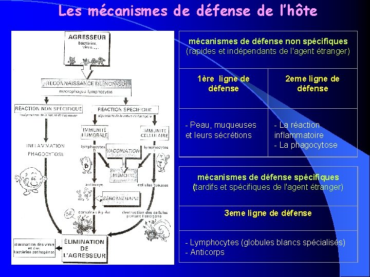 Les mécanismes de défense de l’hôte mécanismes de défense non spécifiques (rapides et indépendants