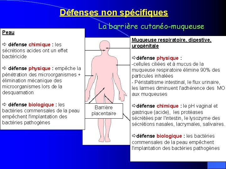Défenses non spécifiques Peau La barrière cutanéo-muqueuse Muqueuse respiratoire, digestive, urogénitale défense chimique :