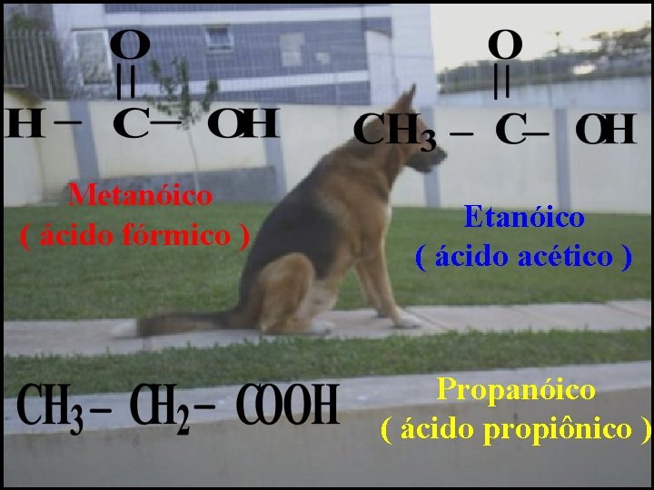 Metanóico ( ácido fórmico ) Etanóico ( ácido acético ) Propanóico ( ácido propiônico