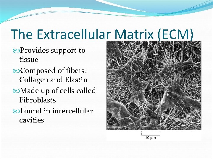 The Extracellular Matrix (ECM) Provides support to tissue Composed of fibers: Collagen and Elastin