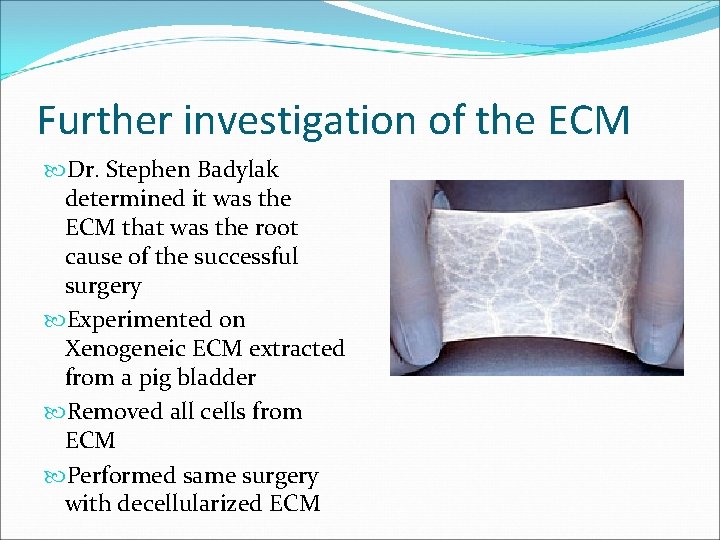 Further investigation of the ECM Dr. Stephen Badylak determined it was the ECM that
