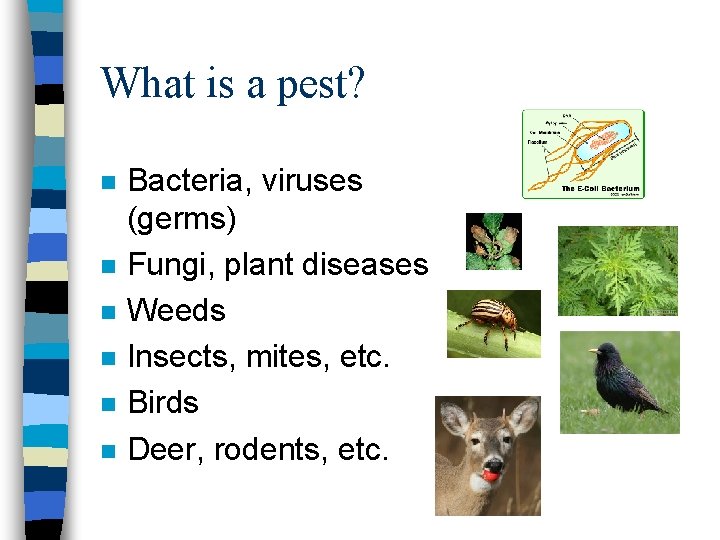 What is a pest? n n n Bacteria, viruses (germs) Fungi, plant diseases Weeds