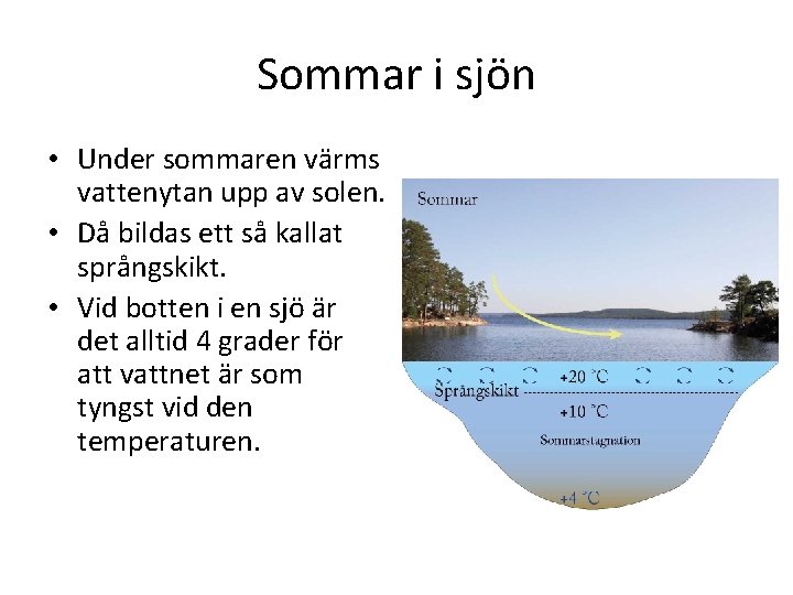 Sommar i sjön • Under sommaren värms vattenytan upp av solen. • Då bildas