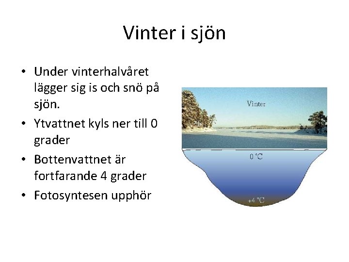 Vinter i sjön • Under vinterhalvåret lägger sig is och snö på sjön. •