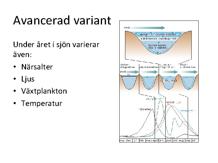 Avancerad variant Under året i sjön varierar även: • Närsalter • Ljus • Växtplankton