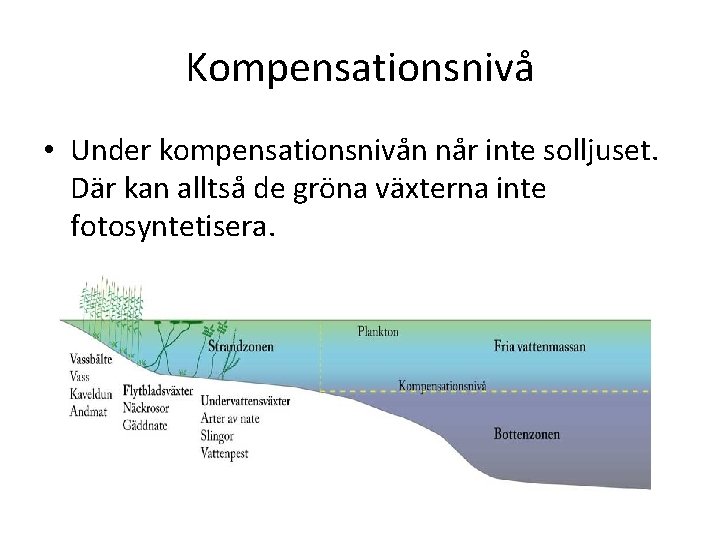 Kompensationsnivå • Under kompensationsnivån når inte solljuset. Där kan alltså de gröna växterna inte