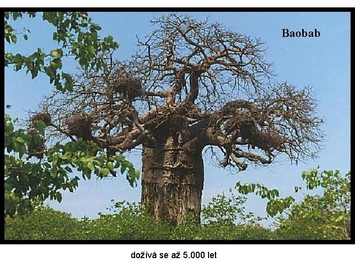 Baobab dožívá se až 5. 000 let 