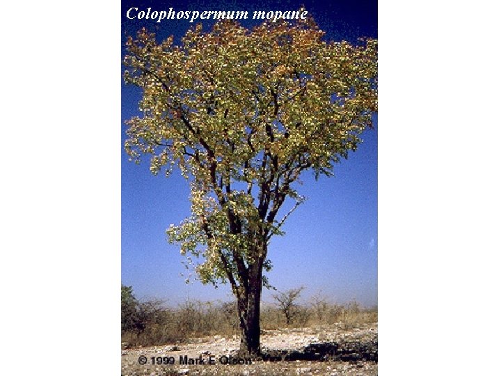 Colophospermum mopane 