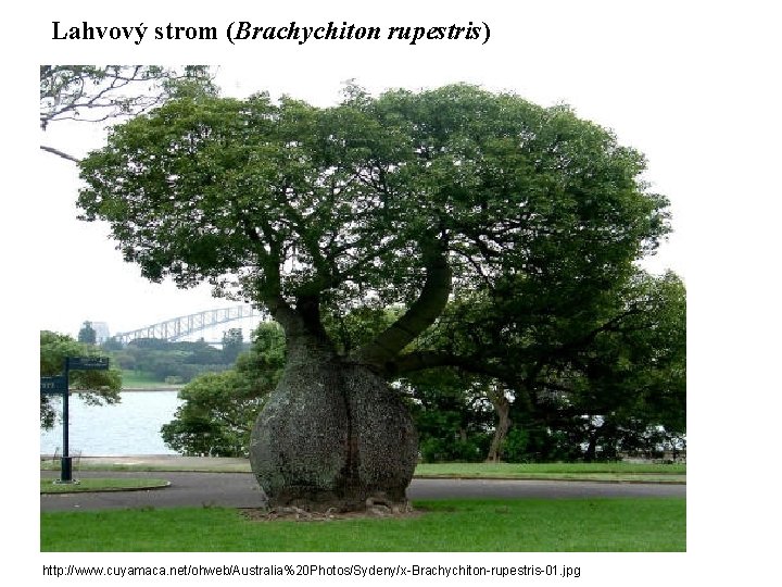Lahvový strom (Brachychiton rupestris) http: //www. cuyamaca. net/ohweb/Australia%20 Photos/Sydeny/x-Brachychiton-rupestris-01. jpg 