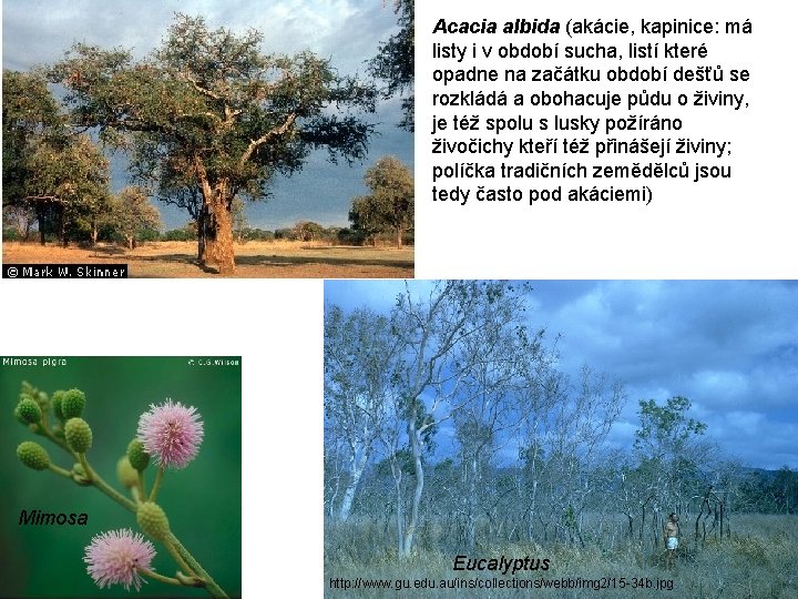 Acacia albida (akácie, kapinice: má listy i v období sucha, listí které opadne na