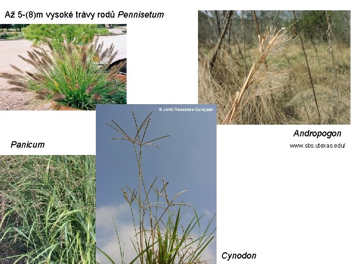 Až 5 -(8)m vysoké trávy rodů Pennisetum Andropogon Panicum www. sbs. utexas. edu/ Cynodon