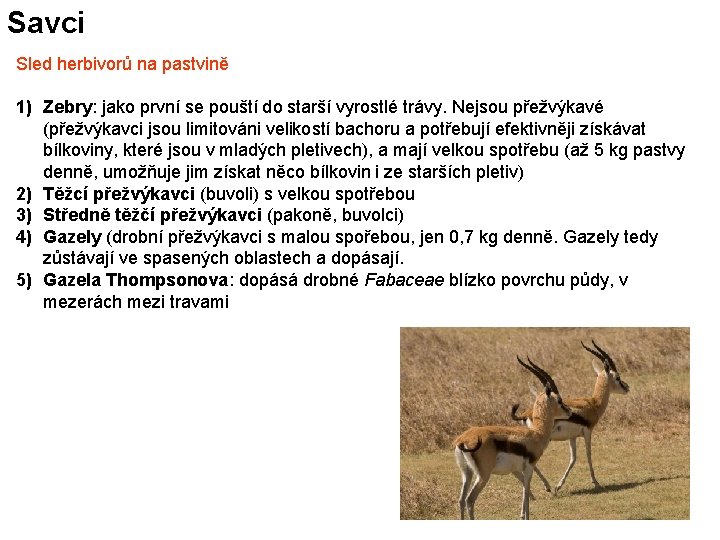 Savci Sled herbivorů na pastvině 1) Zebry: jako první se pouští do starší vyrostlé