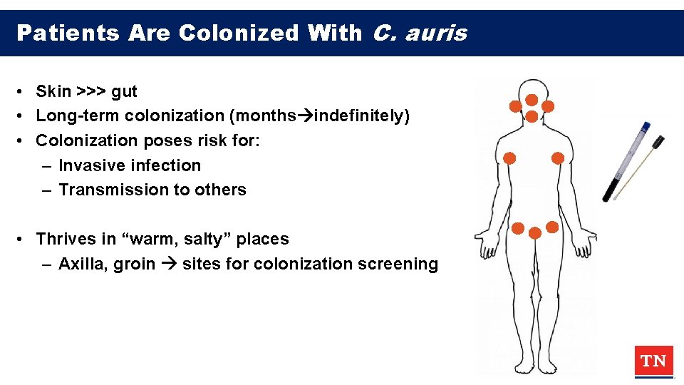 Patients Are Colonized With C. auris • Skin >>> gut • Long-term colonization (months