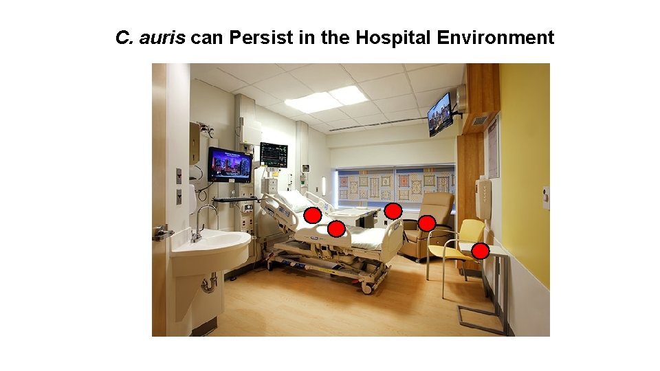 C. auris can Persist in the Hospital Environment 