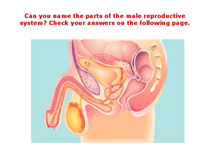 Can you name the parts of the male reproductive system? Check your answers on Can you name the parts of the male reproductive system? Check your answers on