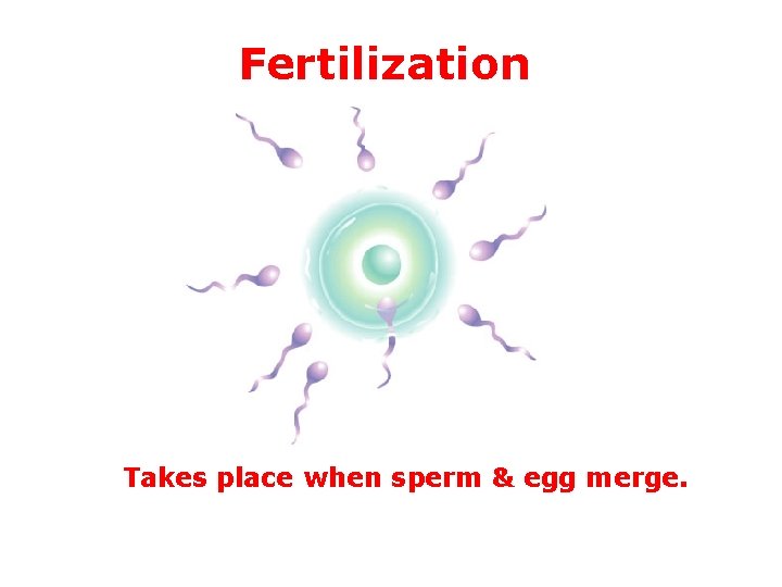 Fertilization Takes place when sperm & egg merge. Fertilization Takes place when sperm & egg merge.