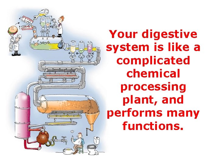 Your digestive system is like a complicated chemical processing plant, and performs many functions. Your digestive system is like a complicated chemical processing plant, and performs many functions.