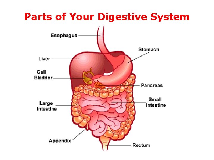 Parts of Your Digestive System Parts of Your Digestive System