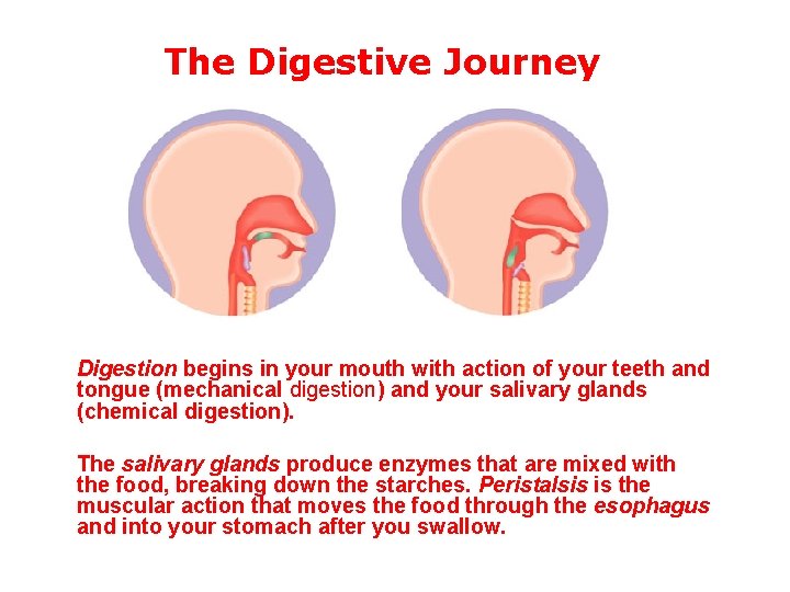 The Digestive Journey Digestion begins in your mouth with action of your teeth and The Digestive Journey Digestion begins in your mouth with action of your teeth and