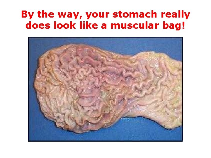 By the way, your stomach really does look like a muscular bag! 