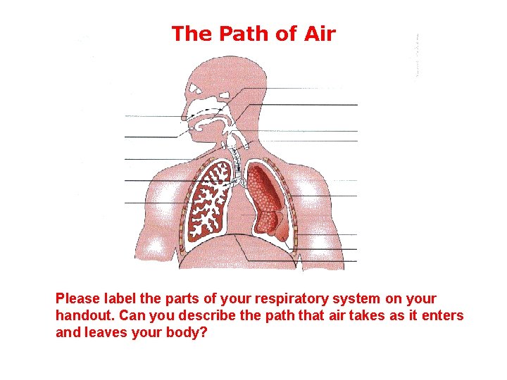 The Path of Air Please label the parts of your respiratory system on your The Path of Air Please label the parts of your respiratory system on your
