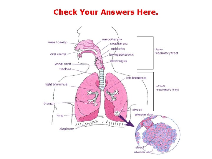 Check Your Answers Here. Check Your Answers Here.