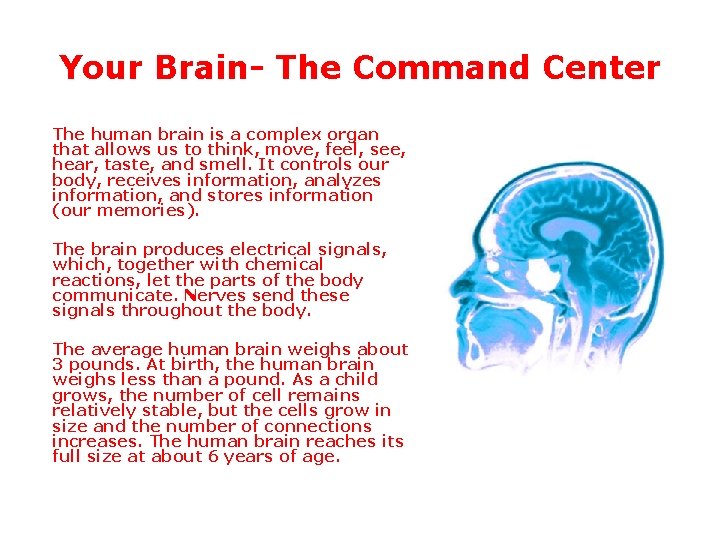 Your Brain- The Command Center The human brain is a complex organ that allows