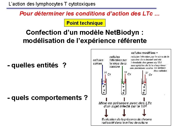 L’action des lymphocytes T cytotoxiques Pour déterminer les conditions d’action des LTc … Point