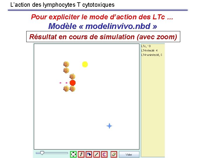 L’action des lymphocytes T cytotoxiques Pour expliciter le mode d’action des LTc … Modèle