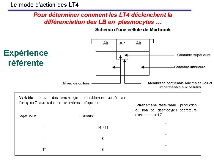 Le mode d’action des LT 4 Pour déterminer comment les LT 4 déclenchent la