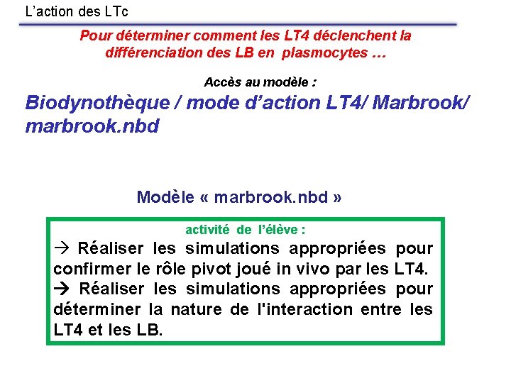L’action des LTc Pour déterminer comment les LT 4 déclenchent la différenciation des LB