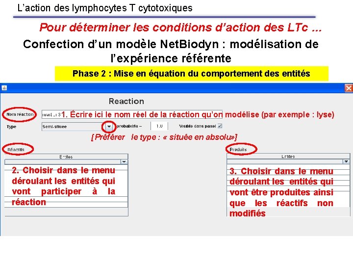 L’action des lymphocytes T cytotoxiques Pour déterminer les conditions d’action des LTc … Confection
