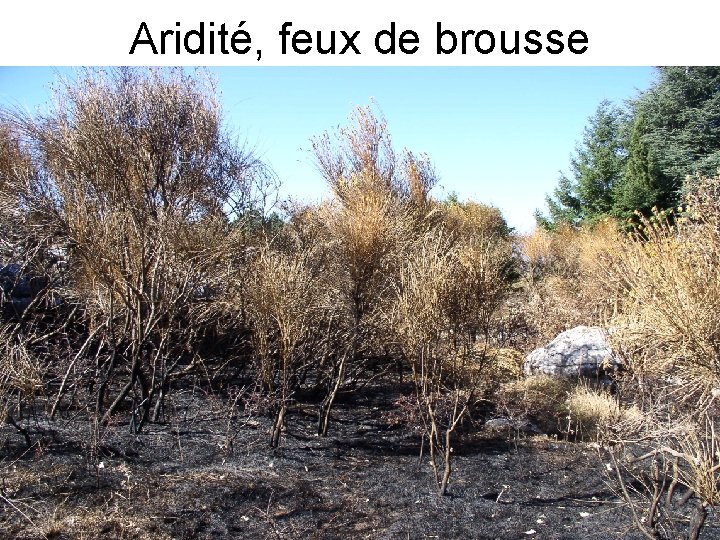 Aridité, feux de brousse 