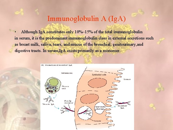 Immunoglobulin A (Ig. A) • Although Ig. A constitutes only 10%– 15% of the