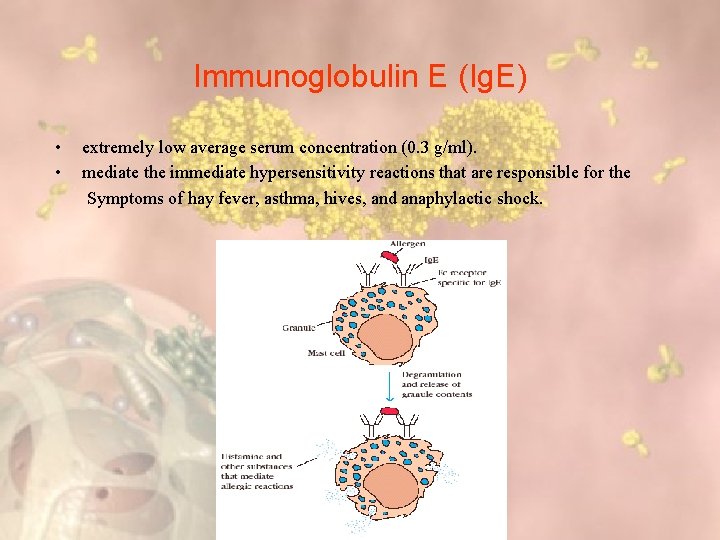 Immunoglobulin E (Ig. E) • • extremely low average serum concentration (0. 3 g/ml).