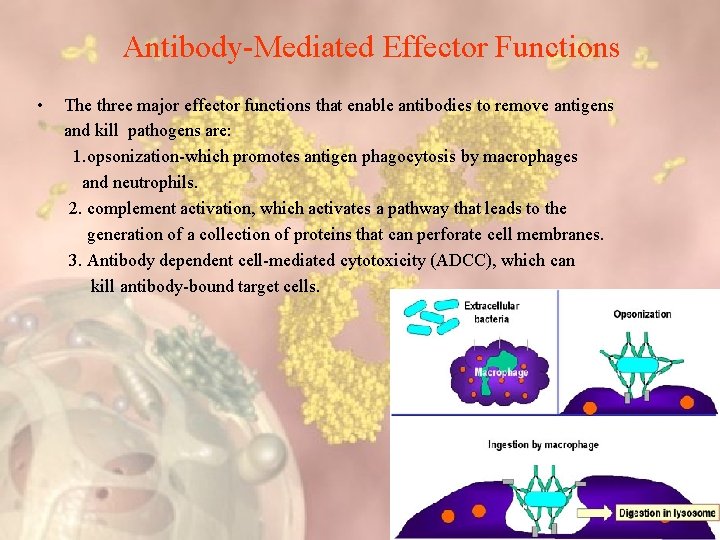 Antibody-Mediated Effector Functions • The three major effector functions that enable antibodies to remove