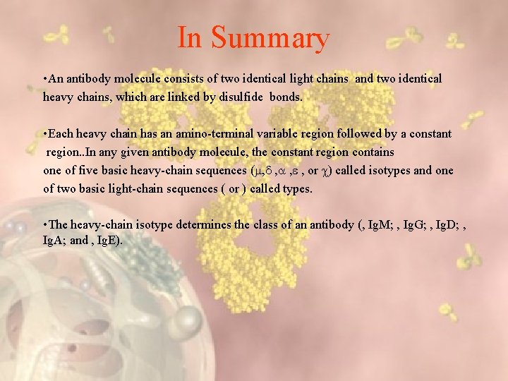 In Summary • An antibody molecule consists of two identical light chains and two