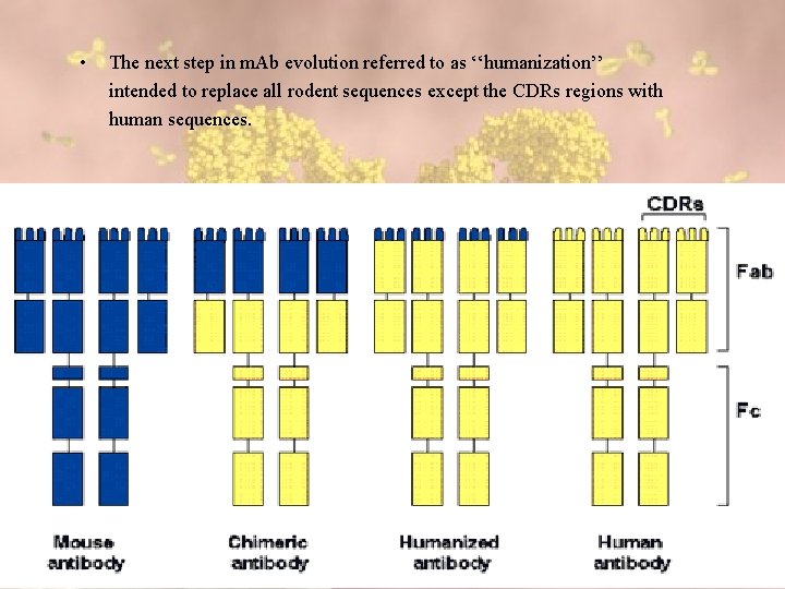  • The next step in m. Ab evolution referred to as ‘‘humanization’’ intended