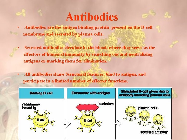 Antibodies • Antibodies are the antigen binding protein present on the B-cell membrane and