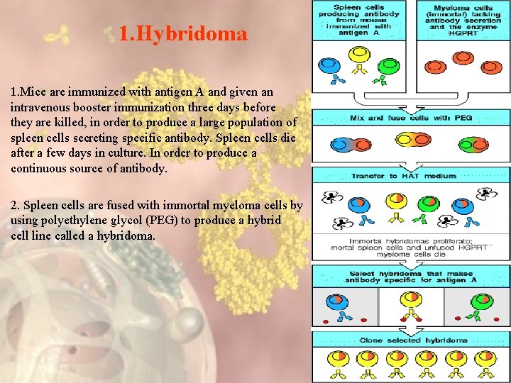 1. Hybridoma 1. Mice are immunized with antigen A and given an intravenous booster