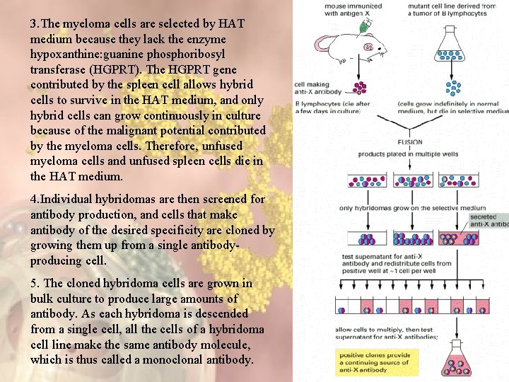 3. The myeloma cells are selected by HAT medium because they lack the enzyme