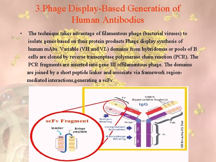 3. Phage Display-Based Generation of Human Antibodies • The technique takes advantage of filamentous