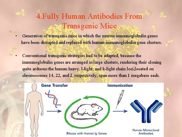 4. Fully Human Antibodies From Transgenic Mice • Generation of transgenic mice in which