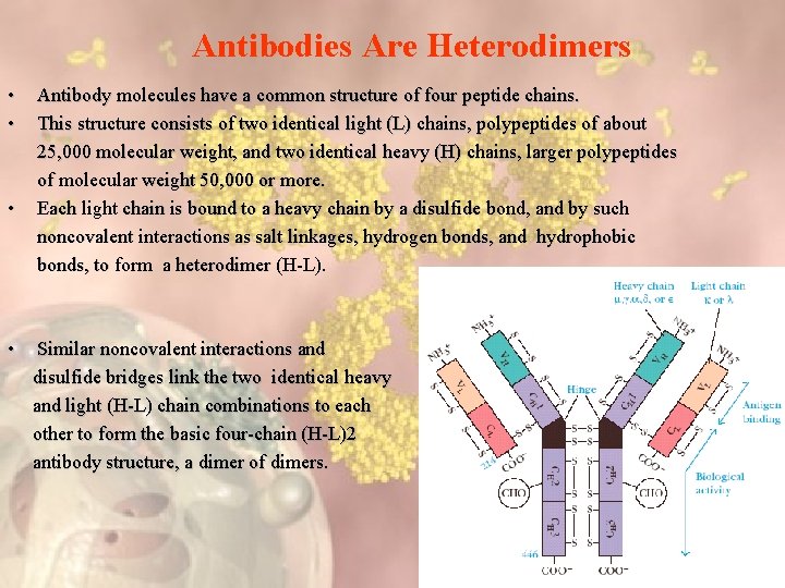 Antibodies Are Heterodimers • • Antibody molecules have a common structure of four peptide