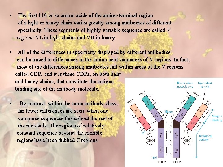  • The first 110 or so amino acids of the amino-terminal region of