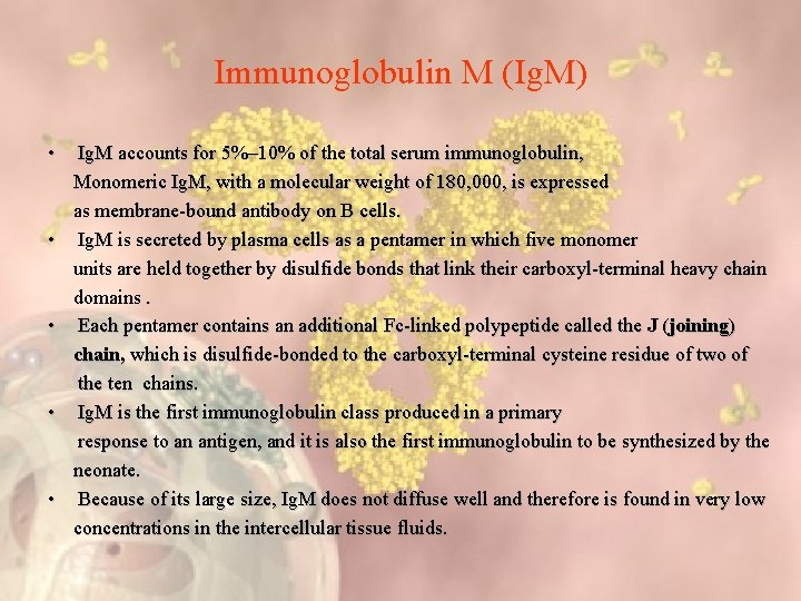 Immunoglobulin M (Ig. M) • • • Ig. M accounts for 5%– 10% of