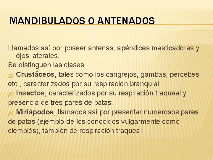 MANDIBULADOS O ANTENADOS Llamados así por poseer antenas, apéndices masticadores y ojos laterales. Se