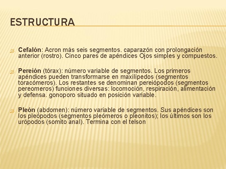 ESTRUCTURA Cefalón: Acron más seis segmentos. caparazón con prolongación anterior (rostro). Cinco pares de